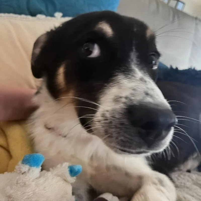 Daisy D thumbnail 5