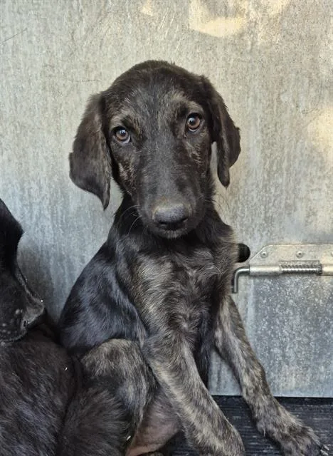 A baby medium-sized female Labrador Retriever dog named Stella for adoption in San Antonio, TX