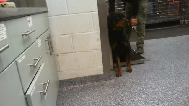 A young medium-sized male Rottweiler dog named Batman for adoption in Charlotte, NC