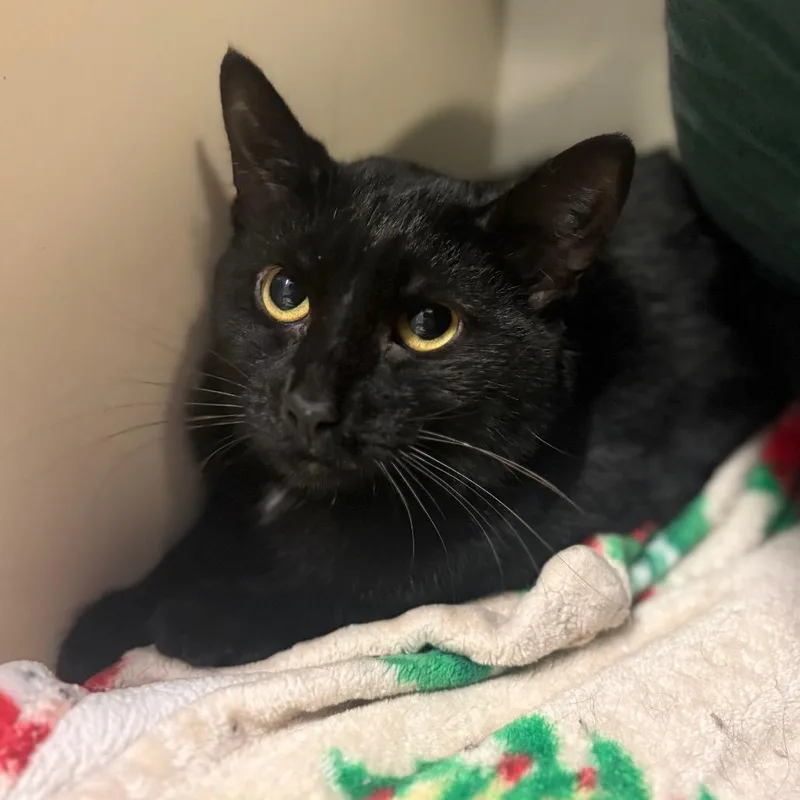 A young small-sized female Black Domestic Short Hair cat named Lockne for adoption in Chicago, IL