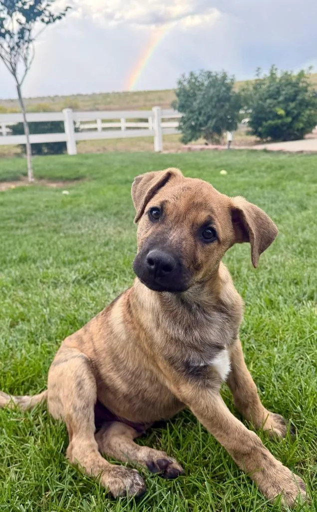 A baby medium-sized male Australian Cattle Dog / Blue Heeler dog named Fuse for adoption in Fort Lupton, CO