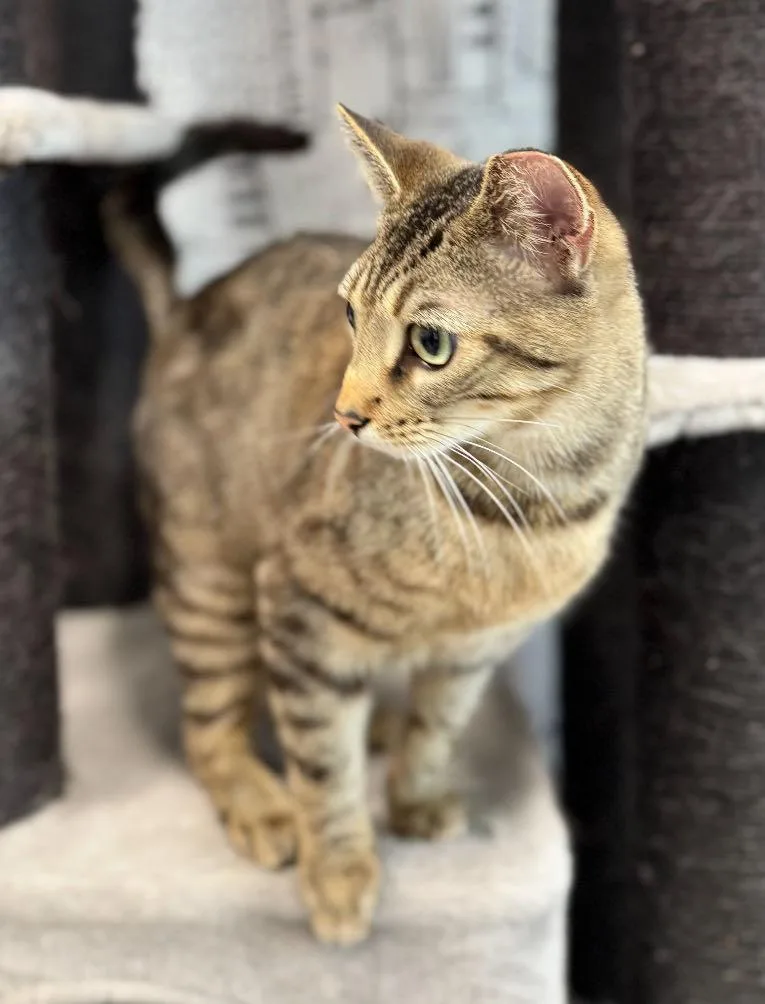 A young small-sized male Tabby (Buff / Tan / Fawn) Domestic Short Hair cat named Copper for adoption in Cortland, OH