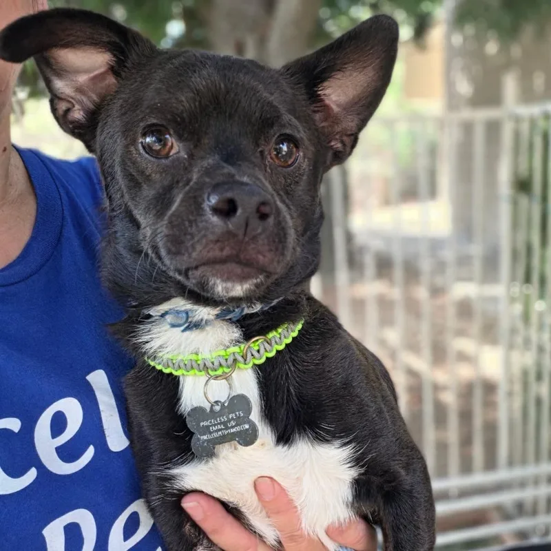 An adult small-sized male Black Chihuahua dog named Peter Chino Hills for adoption in Chino Hills, CA