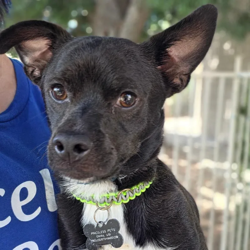 Peter  Chino Hills thumbnail 2