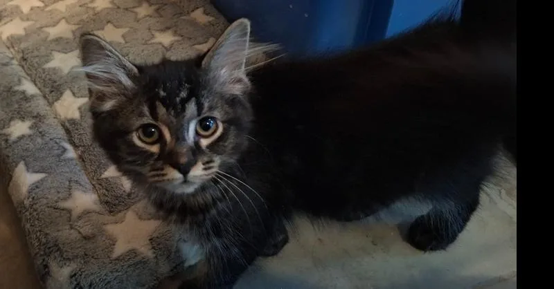 A baby small-sized female Domestic Medium Hair cat named Miny Ch for adoption in Peoria, IL