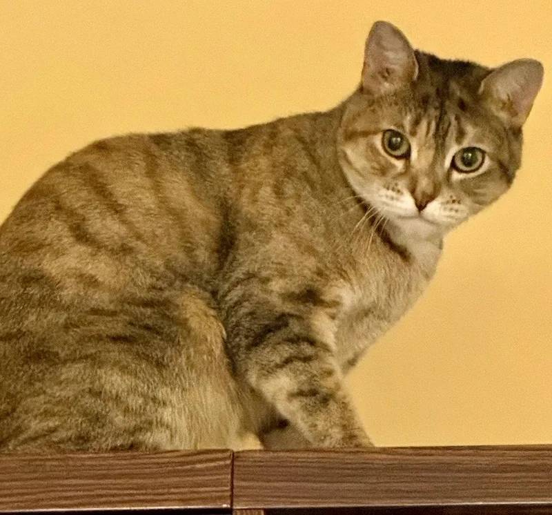 A young medium-sized female American Shorthair cat named Latte for adoption in Flushing, NY