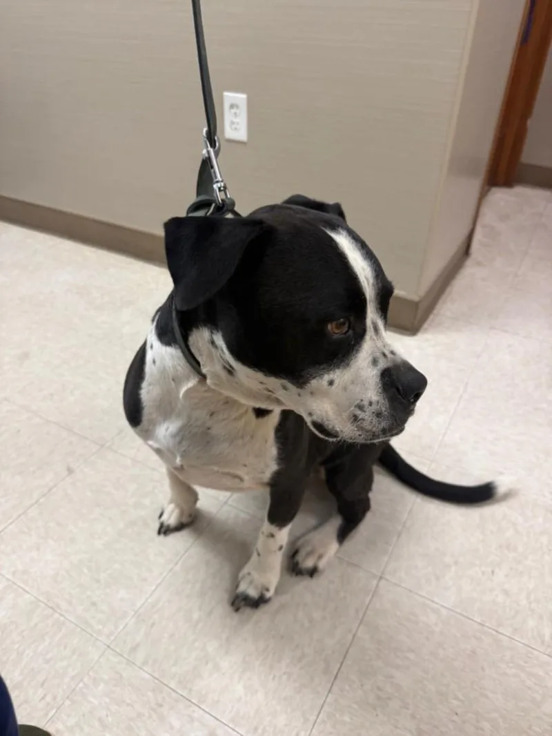 An adult large-sized female Boxer dog named A for adoption in Olivehurst, CA