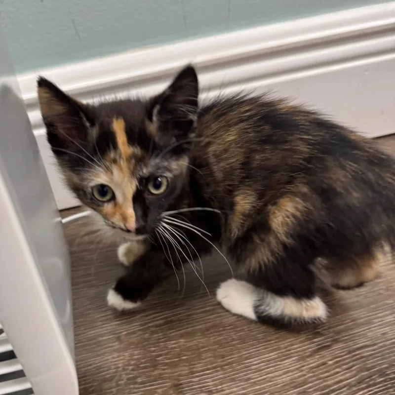 A baby small-sized female Calico Domestic Short Hair cat named Emily for adoption in Hamburg, NY