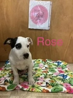 A baby small-sized female Boxer dog named Rose for adoption in Welling, OK