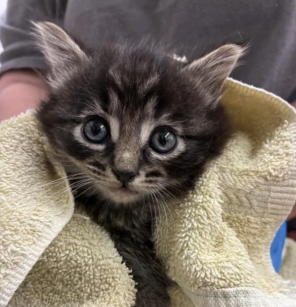 A baby medium-sized male Domestic Medium Hair cat named Bubba for adoption in Silverdale, WA