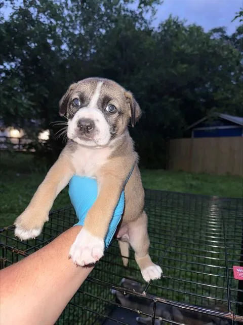 A baby small-sized female American Staffordshire Terrier dog named Lexi for adoption in San Antonio, TX
