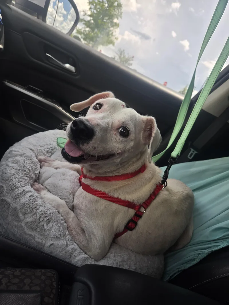 A senior medium-sized female White / Cream Jack Russell Terrier dog named Dottie for adoption in ocala, FL