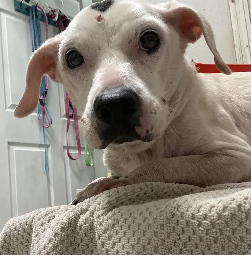 Dottie thumbnail 2