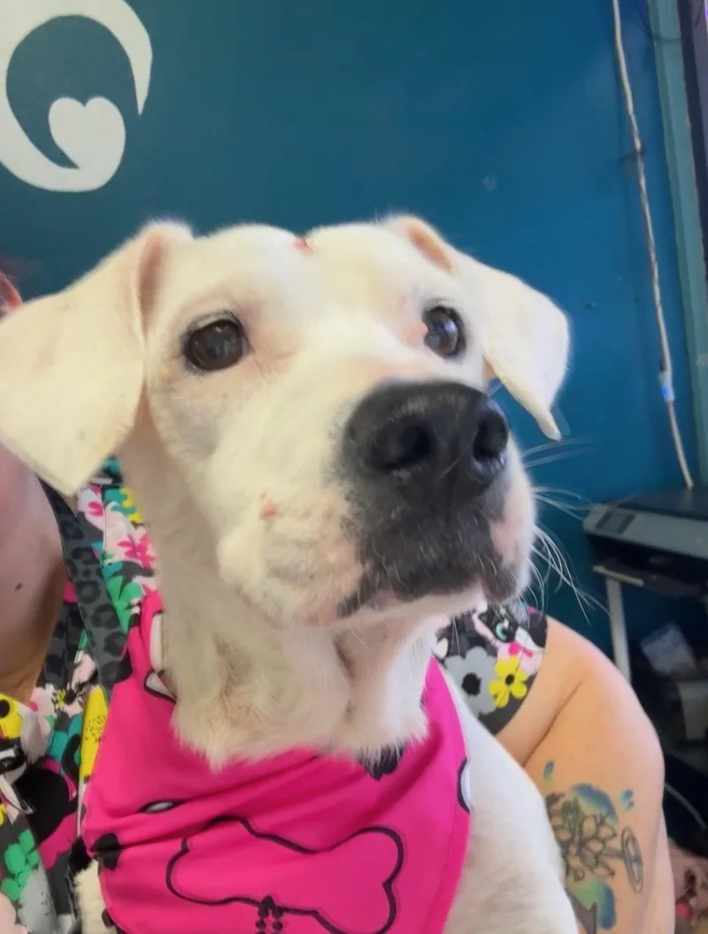 Dottie thumbnail 3