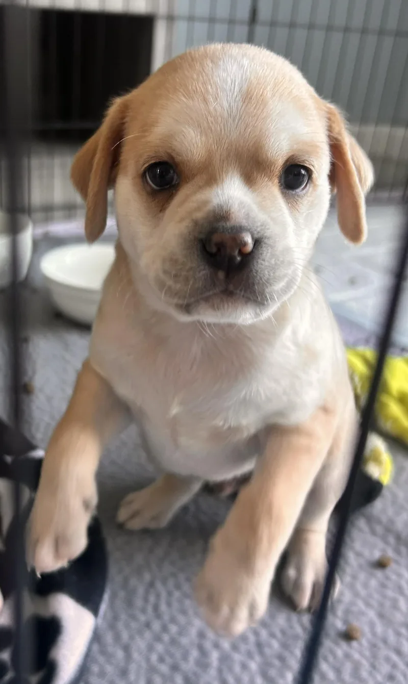 A baby medium-sized male Pug dog named Latte for adoption in Windsor, CO