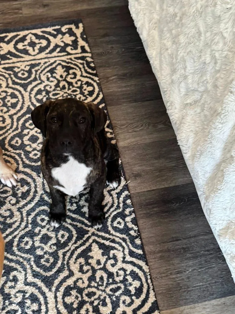 A baby large-sized male Mixed Breed dog named Almos for adoption in Fond Du Lac, WI