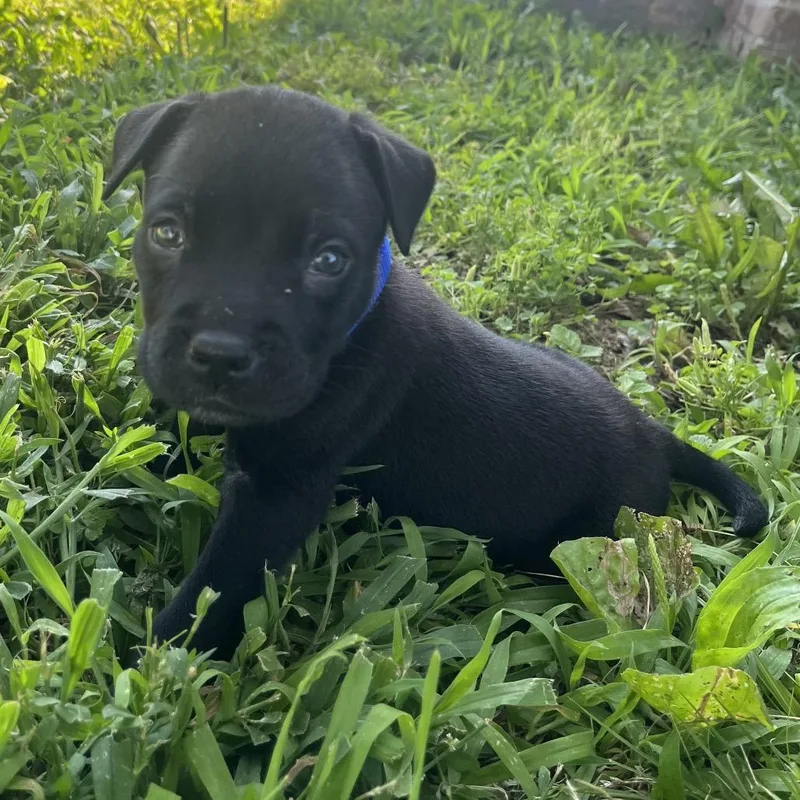 A baby medium-sized male Black Boxer dog named Legend for adoption in Kansas City, KS