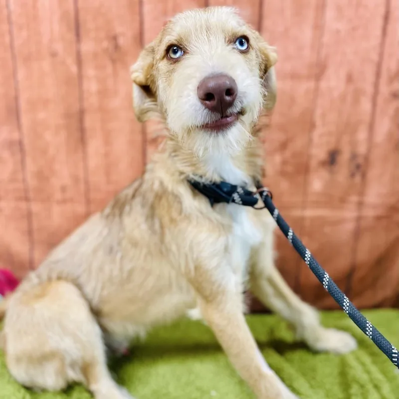A young small-sized male Yellow / Tan / Blond / Fawn Terrier dog named Stanley for adoption in Lebanon, MO