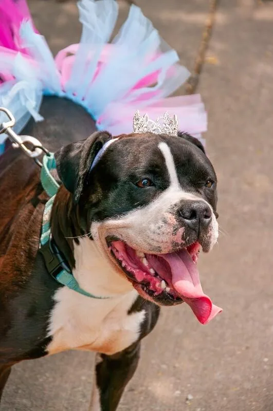 An adult medium-sized female Black Mixed Breed dog named Trinity for adoption in Cincinnati, OH