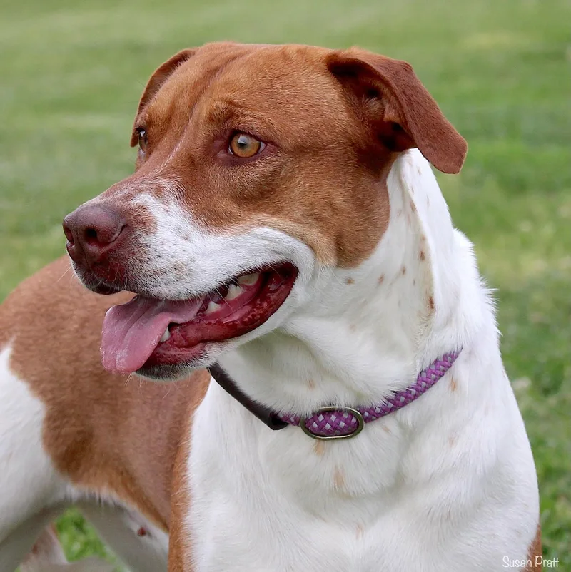 A young medium-sized female Red / Chestnut / Orange Hound dog named Cherry for adoption in Bedford, VA