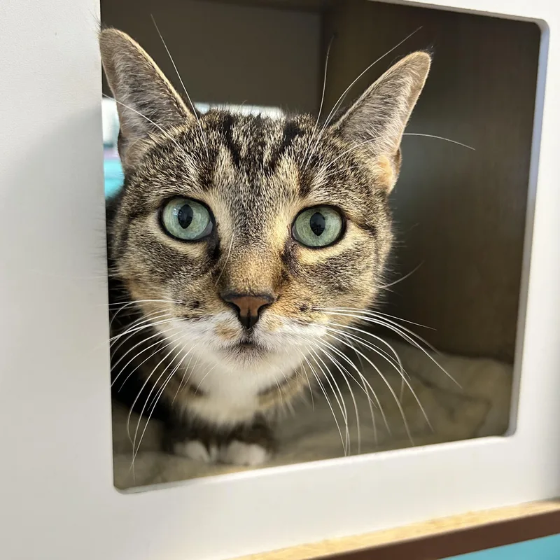 An adult medium-sized female Tabby (Brown / Chocolate) Tabby cat named Snuggles for adoption in Grand Rapids, MI