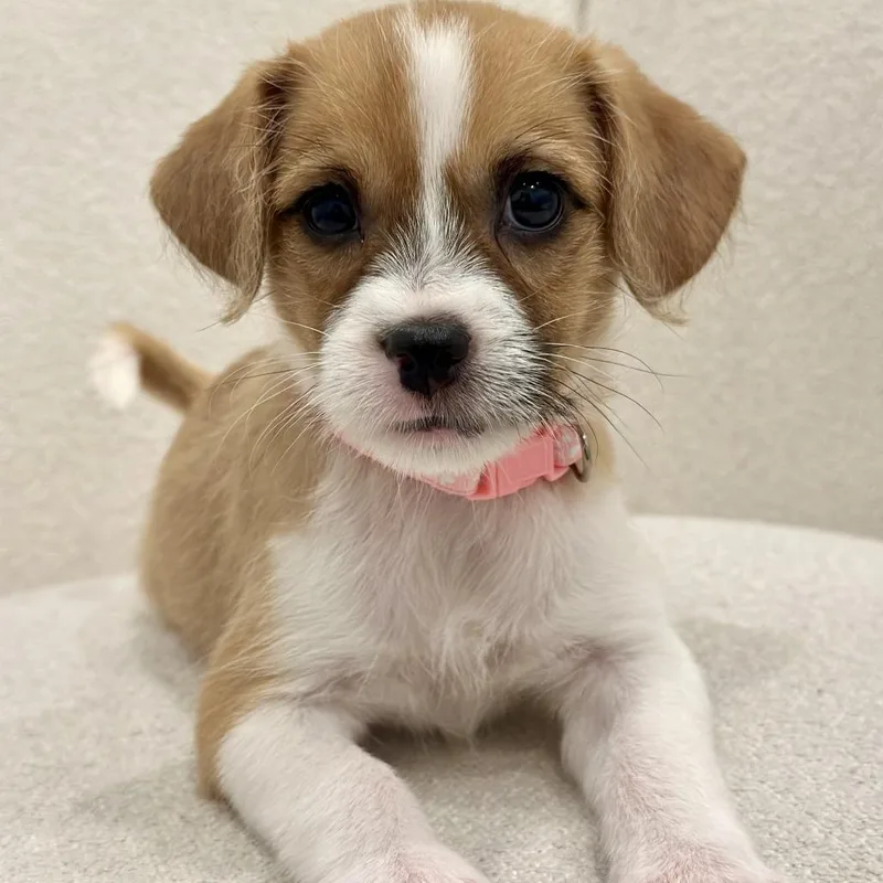 A baby small-sized female Shih Tzu dog named Mira for adoption in Brownsville, TX