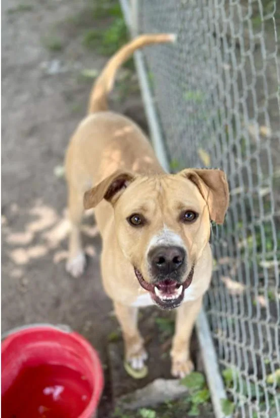 An adult medium-sized male Apricot / Beige Labrador Retriever dog named Otto for adoption in Terre Haute, IN