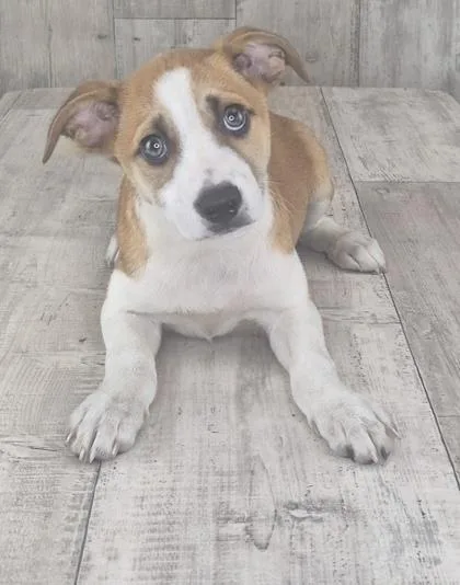 An adult small-sized female Mixed Breed dog named Yancy for adoption in Shreveport, LA