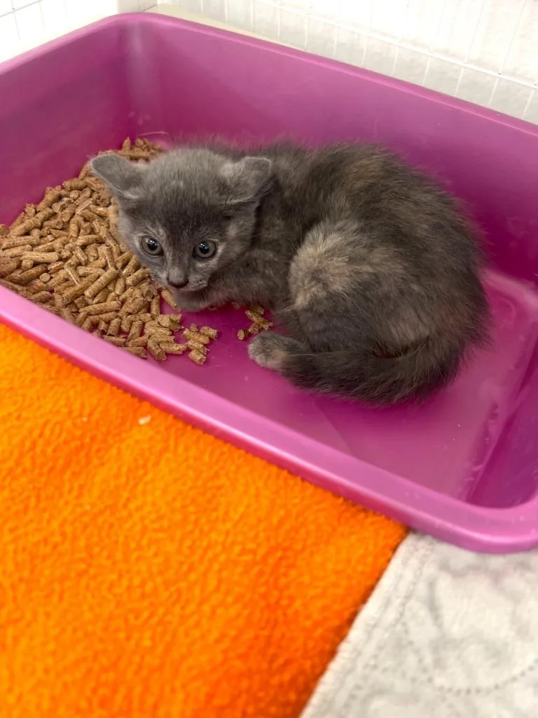 A baby small-sized female Domestic Short Hair cat named Clementine for adoption in Brookings, OR