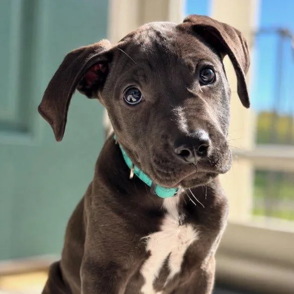 A baby small-sized male Black Mixed Breed dog named Keon for adoption in Raleigh, NC