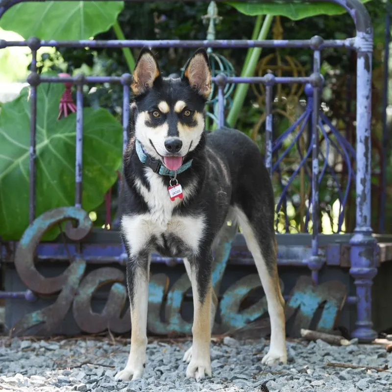 An adult medium-sized female Black Shepherd dog named Groves for adoption in Wake Forest, NC