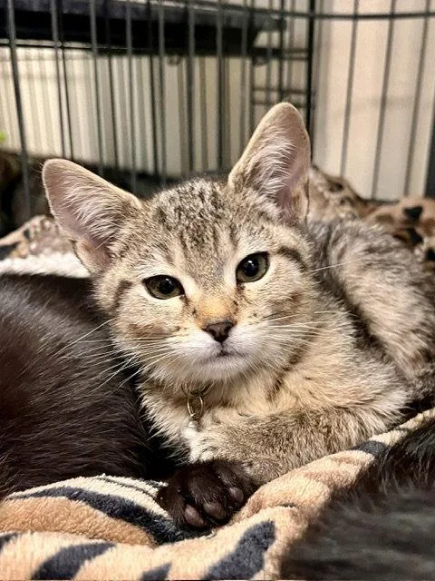 A baby small-sized female Domestic Short Hair cat named Briar for adoption in Webster, WI