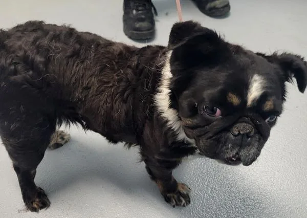 An adult small-sized female French Bulldog dog named Pen  Gertrude for adoption in Lawrenceville, GA