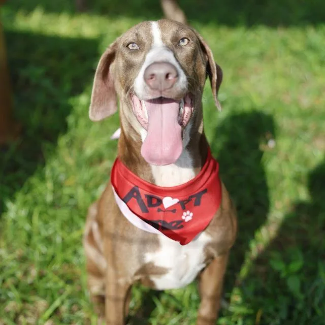 A young small-sized female American Staffordshire Terrier dog named Latte for adoption in San Antonio, TX