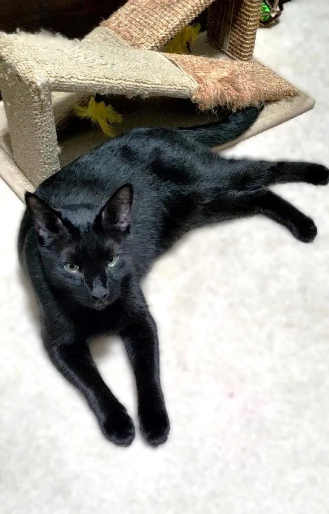 An adult large-sized male Domestic Short Hair cat named Angus for adoption in Roanoke, TX