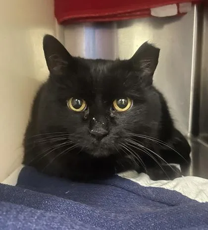 A senior large-sized female Domestic Short Hair cat named Precious for adoption in Westland, MI