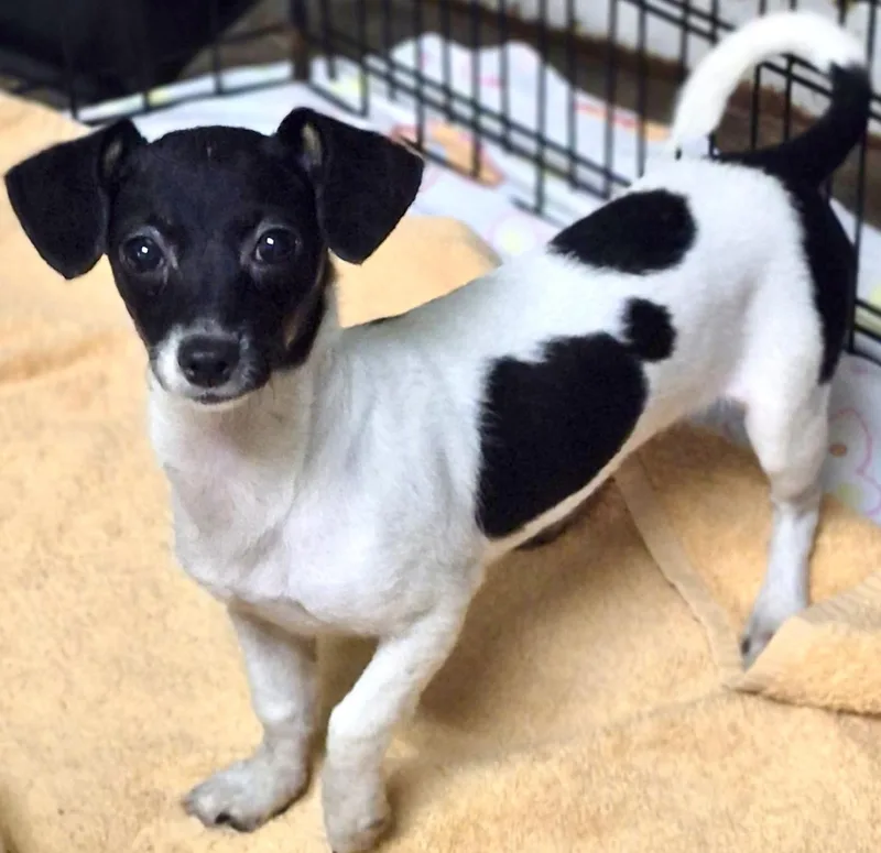 A baby small-sized female White / Cream Rat Terrier dog named Grace for adoption in Los Angeles, CA