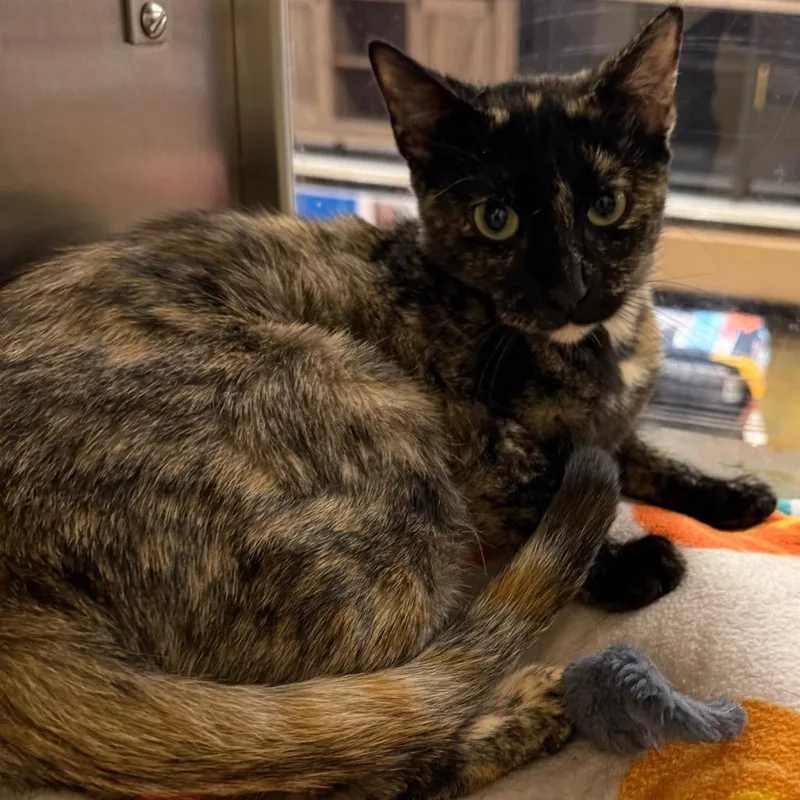 An adult small-sized female Tortoiseshell Domestic Short Hair cat named Franchescat for adoption in Hemet, CA