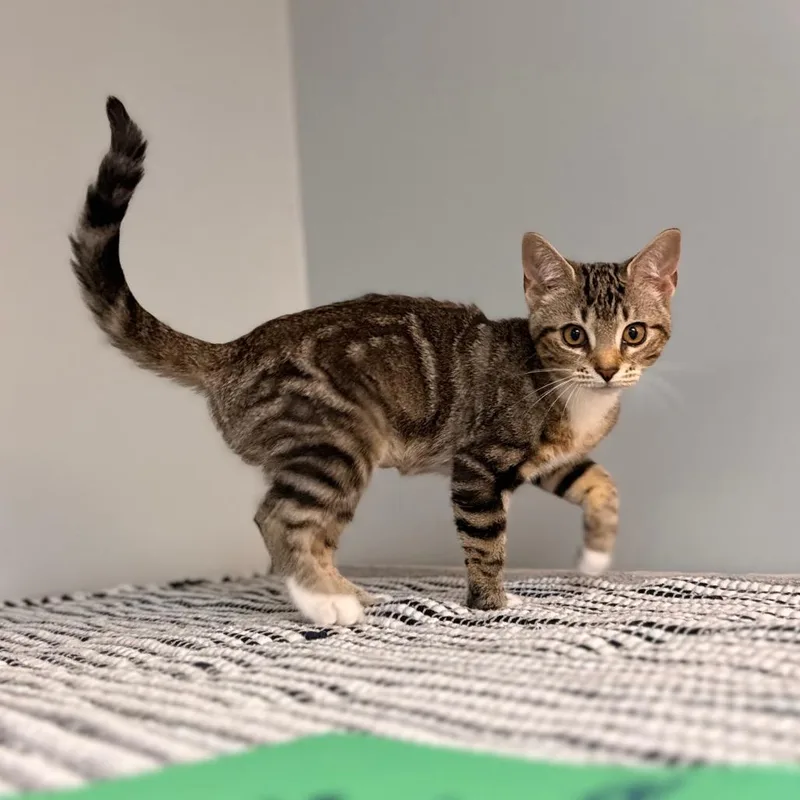 A baby small-sized female Domestic Short Hair cat named Tansy for adoption in Cumming, GA