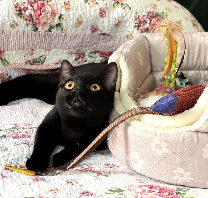 A baby medium-sized male Black Domestic Short Hair cat named Lucky for adoption in New York, NY