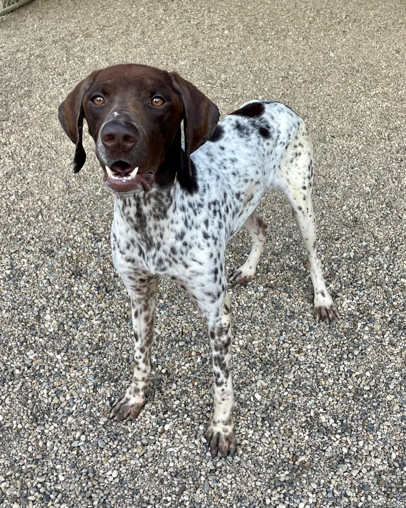 Boone