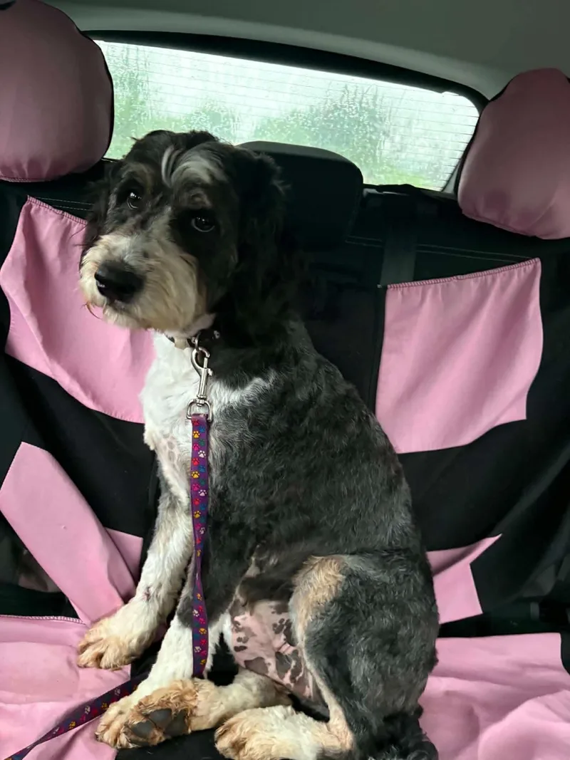 An adult medium-sized female Merle (Blue) Bernedoodle dog named Lady for adoption in Hop Bottom, PA