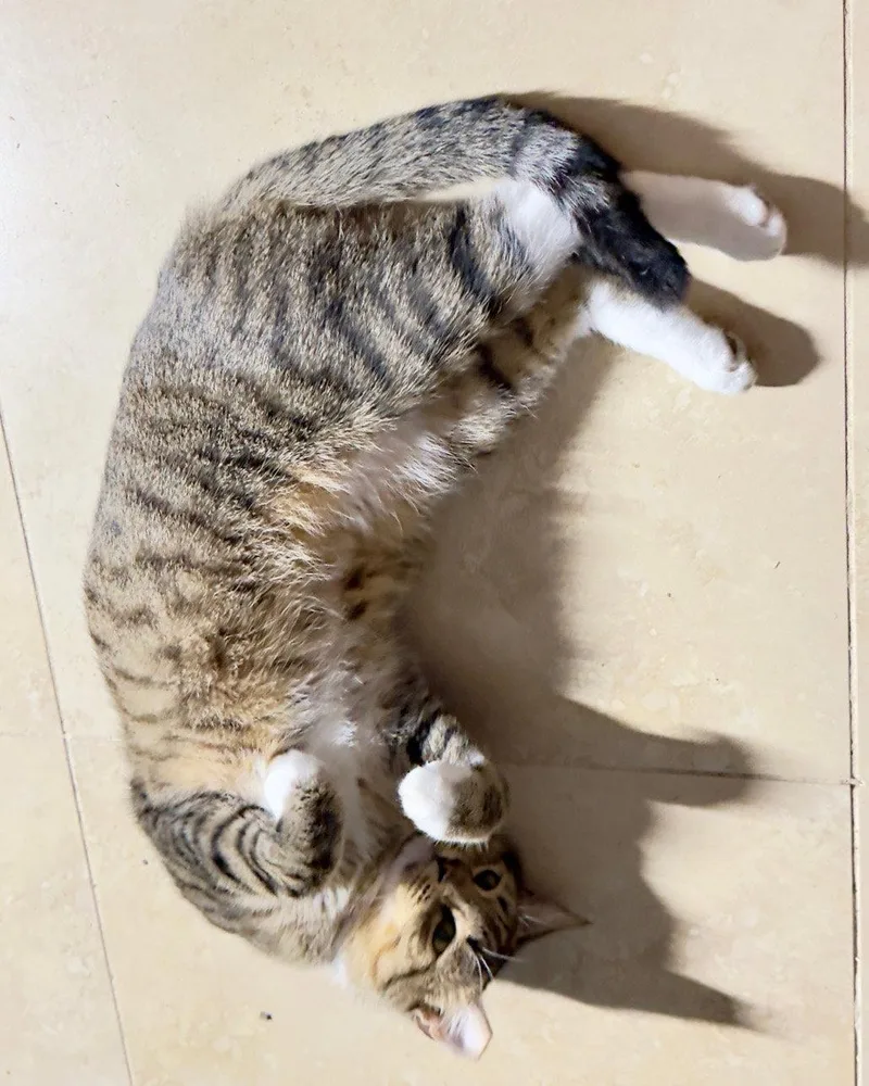 An adult medium-sized male Gray & White Domestic Short Hair cat named Meowby for adoption in Naples, FL