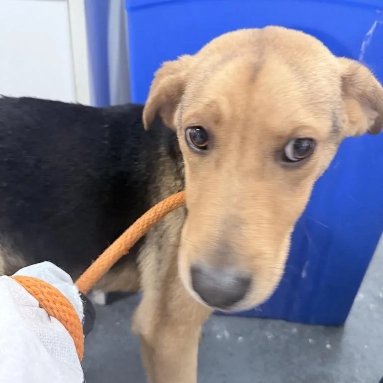A baby small-sized male Brown / Chocolate Mixed Breed dog named Kola for adoption in New York, NY