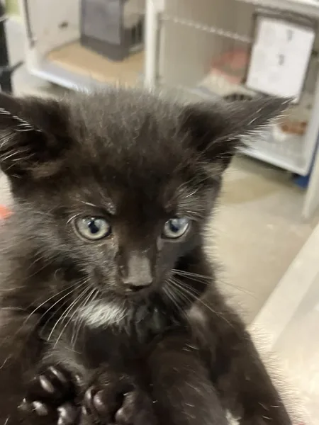 A baby medium-sized female Domestic Medium Hair cat named Mochi for adoption in Napa, CA