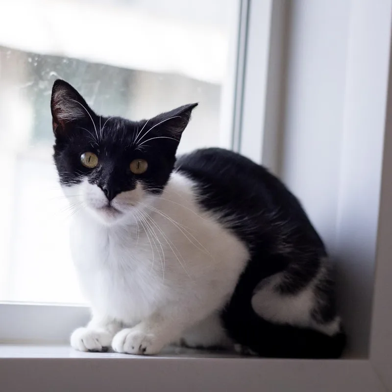 Claudine thumbnail 2