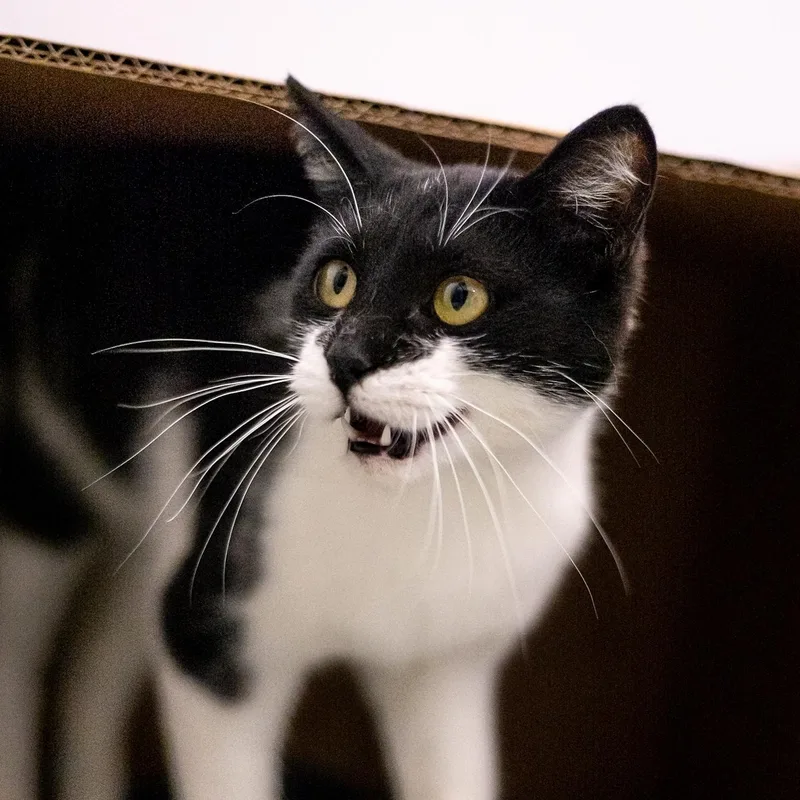 Claudine thumbnail 3