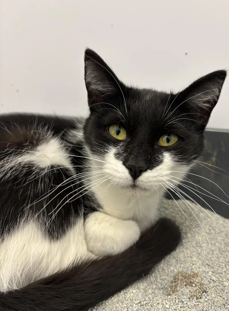 Claudine thumbnail 4