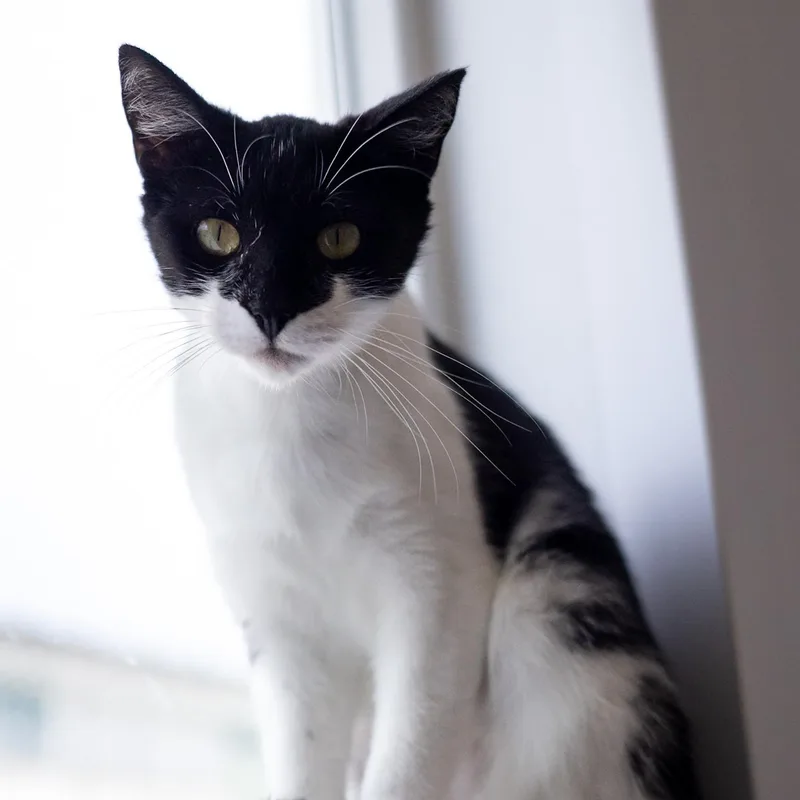 Claudine thumbnail 5