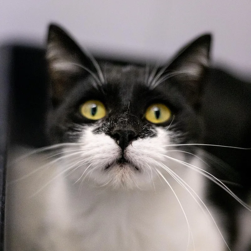 Claudine thumbnail 6